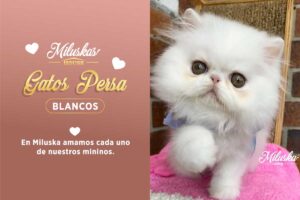 gatos-persa-blanco