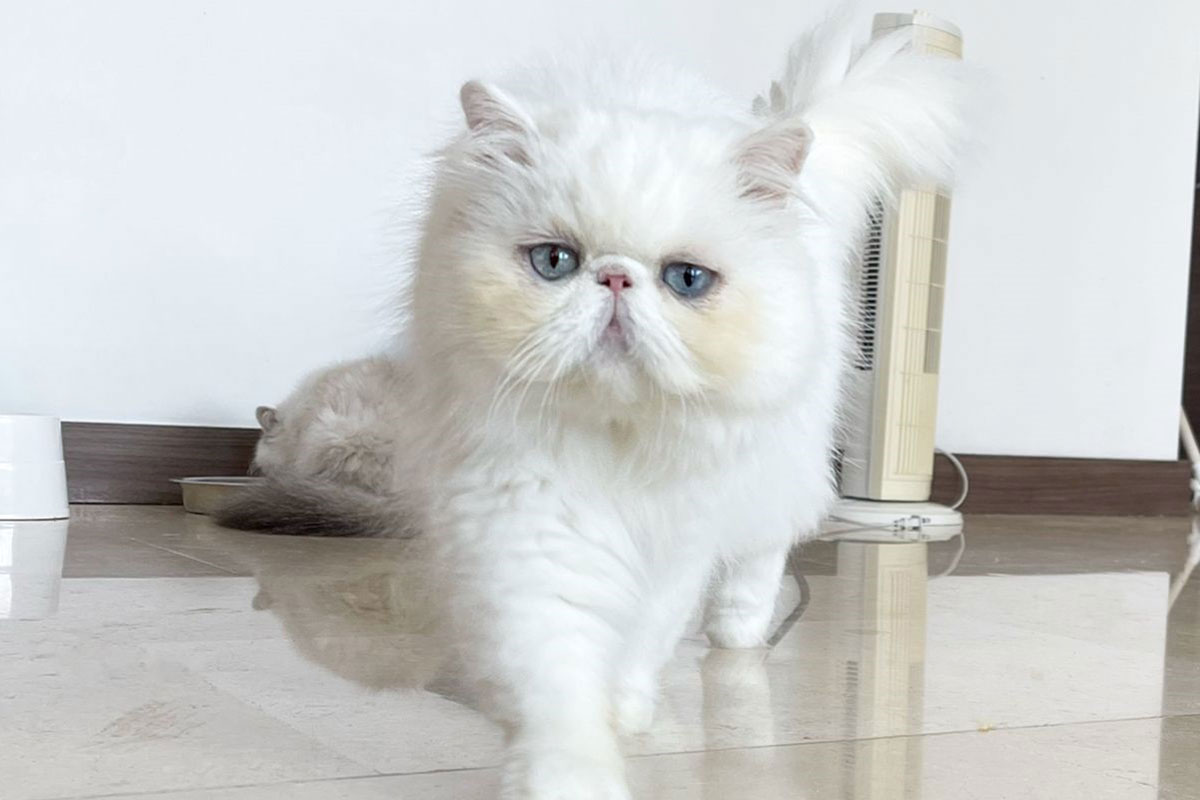 gato-persa-blanco-caminando